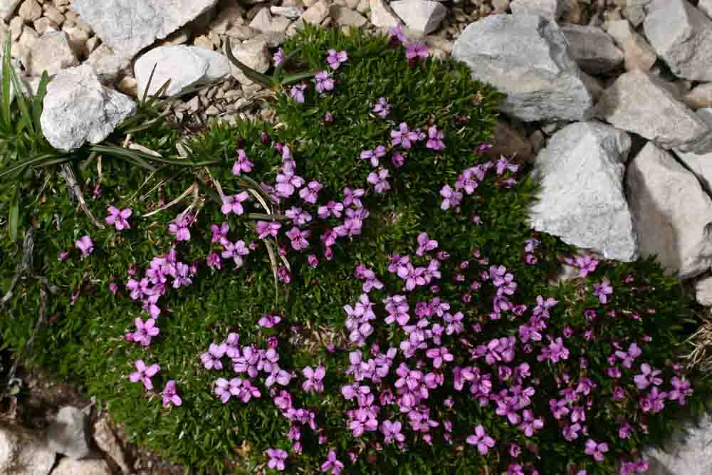 Silene acaulis subsp. bryoides / Silene acaule